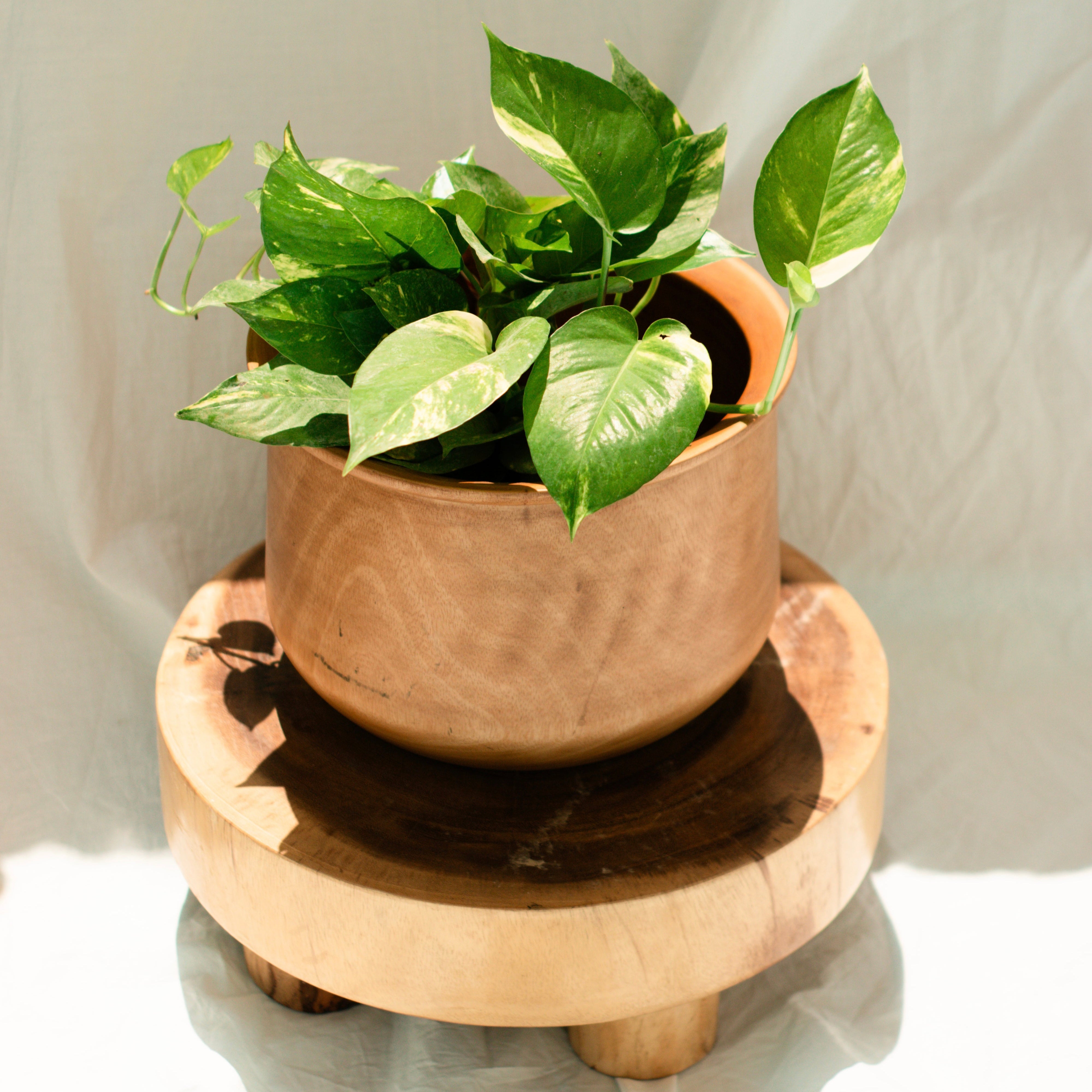 MACETA PEQUEÑA MADERA