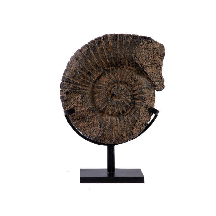ESCULTURA FOSIL