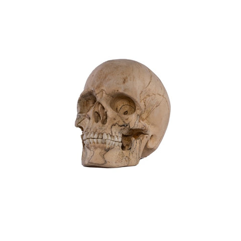 FIGURA CRANEO MADERA