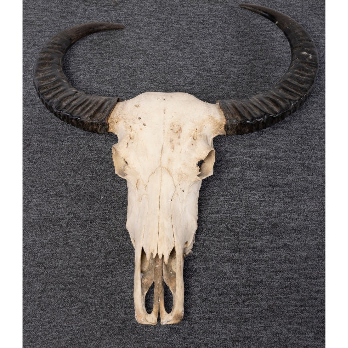 CABEZA BUFFALO SIN TALLA MAXI